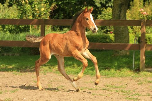Holsteiner filly by Cassal x Sir Shostakovich XX