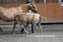 Kleine Herzensbrecherin mit großem Potenzial