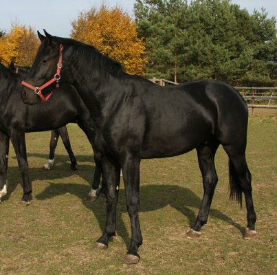 Elegant riding stallion in black