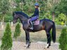 Horse for sale