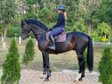 Horse for sale