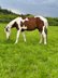 Fantastic Paint Horse gelding with a very sweet character