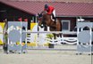 Top show jumper is looking for a new home