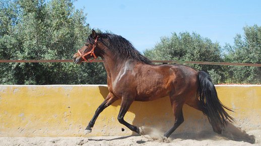  GANADOS CHANDO FARM