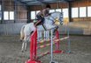 easy going gelding for show jumping/equitation