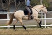 Wonderful and barock stallion perlino / Piro FREE