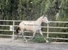 Nice PRE mare / Dressage Horse / Piro FREE