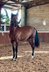 PRE stallion - 4 years old - TOp ridden also in cross-country