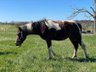 Strong, intrepid Paint Horse gelding