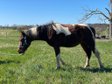 Strong, intrepid Paint Horse gelding