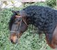 Wirklich hübsches spanisches Pferd