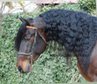 Really handsome spanish horse