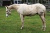 very cool, well-bred Quarter Horse stallion yearling
