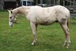 very cool, well-bred Quarter Horse stallion yearling