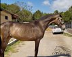 2 jähriger Pura Raza Española Bayo Hengst - ca. 1.62 m