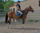 Netter,kleiner Warmblutwallach