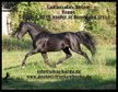 Welsh B Stallion Rapp in fresh cum!