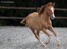 super pretty, red dun quarter horse mare
