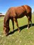 Bezaubernde AQHA Nachwuchsstute mit Reining-Pedigree