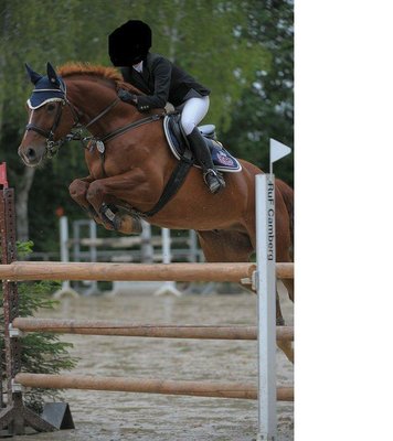 Top Hunter jumping and dressage horse