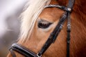 Bergfee - Haflinger Stute, 8 Jahre, Fuchs mit hellem Langhaar