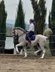 AMAZING GELDING SCHOOLMASTER LUSITANO