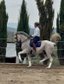 AMAZING GELDING SCHOOLMASTER LUSITANO