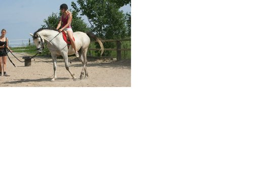 Sweet Arab gelding 