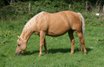 beautiful Quarter Horse mare with great pedigree