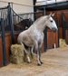 Handsome barock stallion 