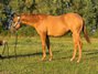 Red Smart Gun - Quarter Horse Hengstjährling mit Perspektive
