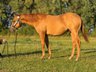 Red Smart Gun - Quarter Horse Hengstjährling mit Perspektive