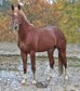 Reduced : Beautiful young stallion for dressage 