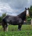 Shire Horse Mare Drama Queen aka Queeny