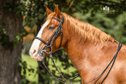 Makar - Ungarisches Pony, Wallach, 13 Jahre, Fuchs mit Blesse