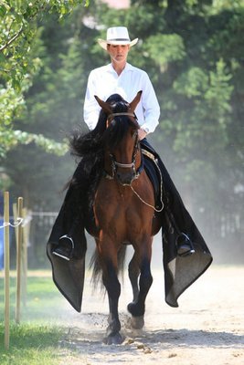 Horse Breed Paso Fino