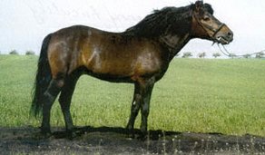 Horse Breed Hutsul