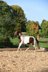 Speed Racking Horse Stute 4 Jahre