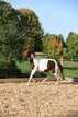 Speed Racking Horse Stute 4 Jahre