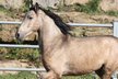 PRE Buckskin Stallion - Family/Leisure Horse 
