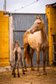 PRE champagne broodmare Peralta Bohorquez with foal / full pape