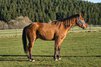 Charmanter Foundation Quarter Horse Nachwuchs mit Potenzial