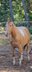 Paint Horse Stute mit Jährlingsstute in seltener Amber Champagne 