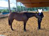 Traumhafte Quarter Horse Stute mit top Allroundabstammung