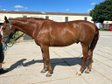 Verschmuster Paint Horse Wallach sucht Bestplatz