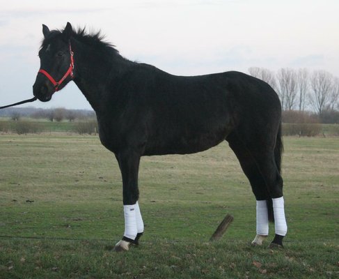 Lady Laurisette