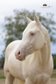 Silver Moonshine RR, American Quarter Horse, Wallach, 3.5 Jahre