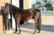 Spanish dream horse in black coat