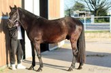 Spanish dream horse in black coat