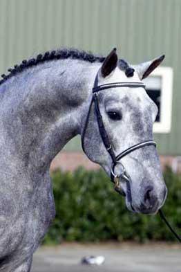 Der Vater C-Trenton Z